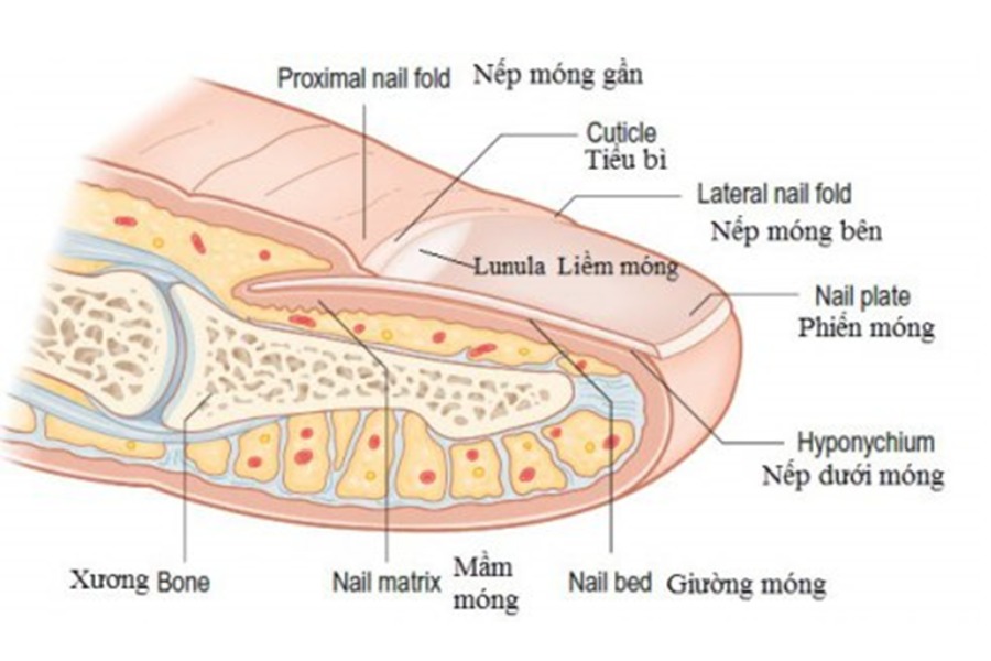 Móng chân có cấu trúc khá phức tạp nhiều lớp