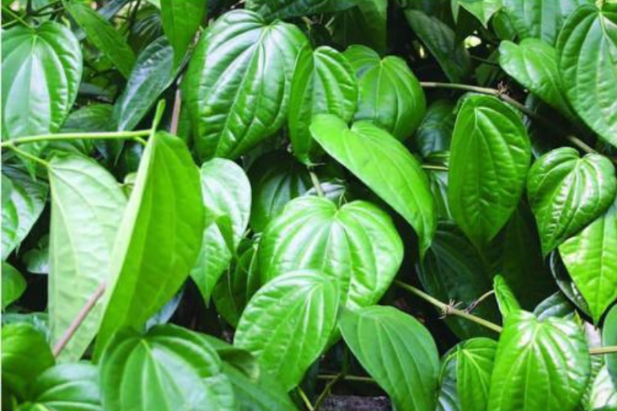 Bạn có thể chữa nấm móng tay bằng lá trầu không