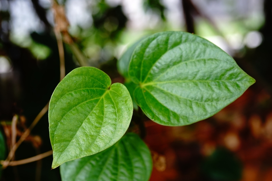 Lá trầu nổi tiếng với tác dụng sát khuẩn, làm sạch